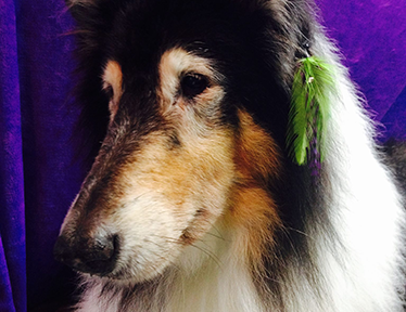 Full Groom & Styling